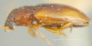 Media type: image;   Entomology 33060 Aspect: habitus lateral view